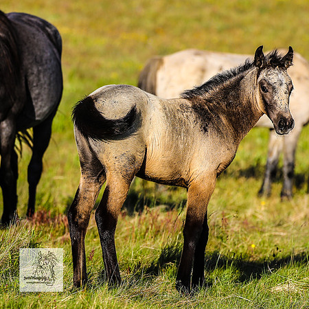 Brumbies30122021pm_0339