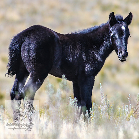 BrumbiesOctober2024_0042