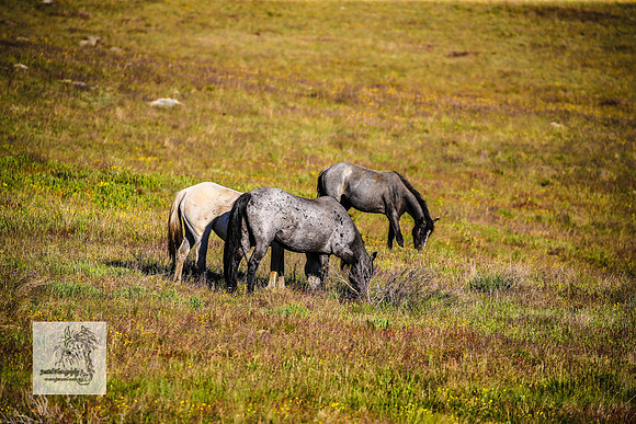 Brumbies30122021pm_0297