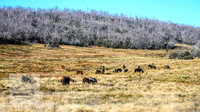 BrumbiesAnzacSat2024_1035