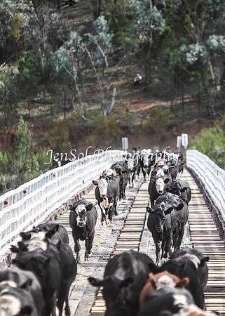CabCattle2012_0344