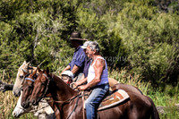 Cattle Drive