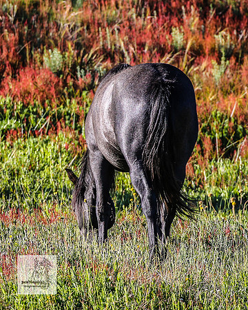 Brumbies29122021_0154