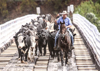 Cattle Drive