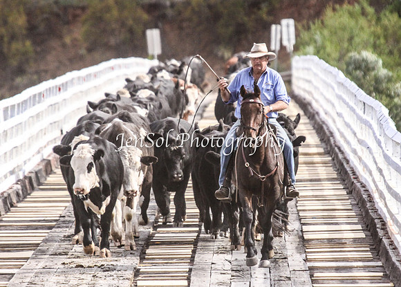 Cabcattle20121_0092