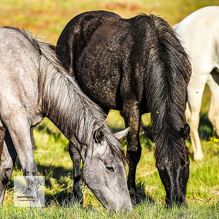 Brumbies30122021pm_0242