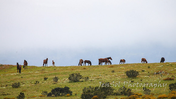 Brumbies27122021_0202