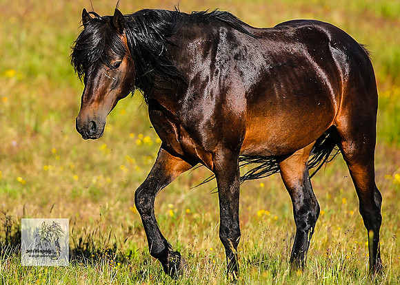 Brumbies30122021pm_0307