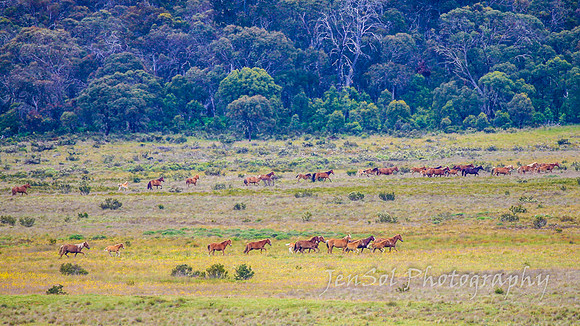 Brumbies27122021_0137