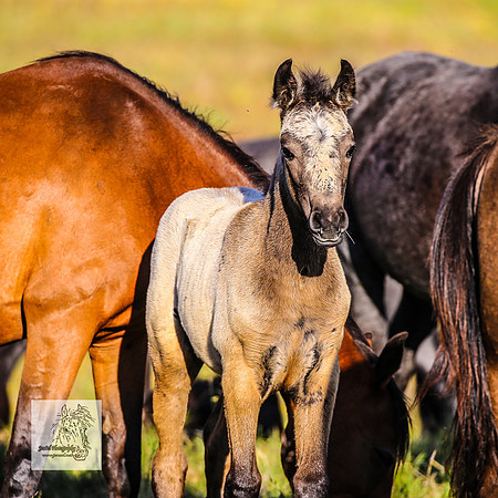 Brumbies30122021pm_0200