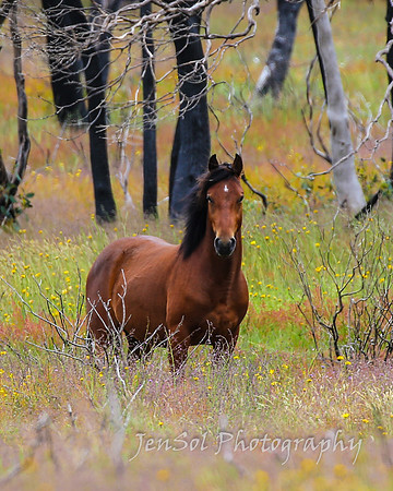 Brumbies27122021_0068