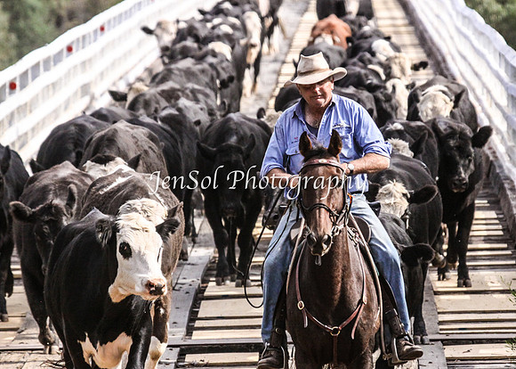 Cabcattle20121_0103