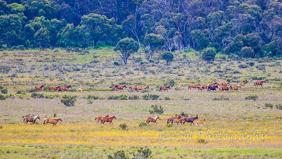 Brumbies27122021_0146