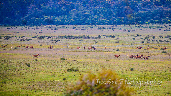Brumbies27122021_0160