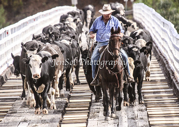 Cabcattle20121_0099