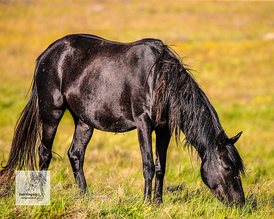 Brumbies30122021pm_0040
