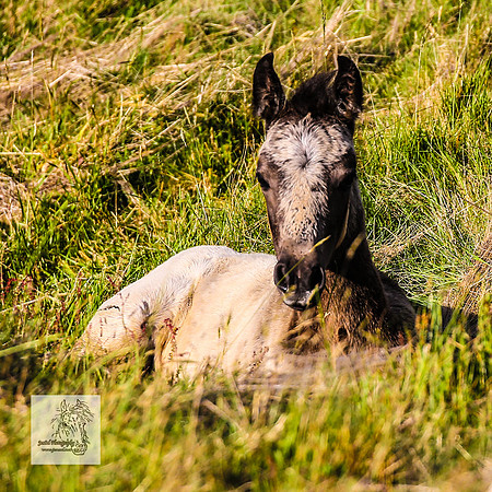 Brumbies30122021pm_0350