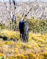 BrumbiesAnzacSat2024_0994