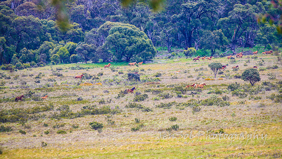 Brumbies27122021_0124