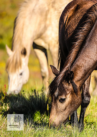 Brumbies30122021pm_0136