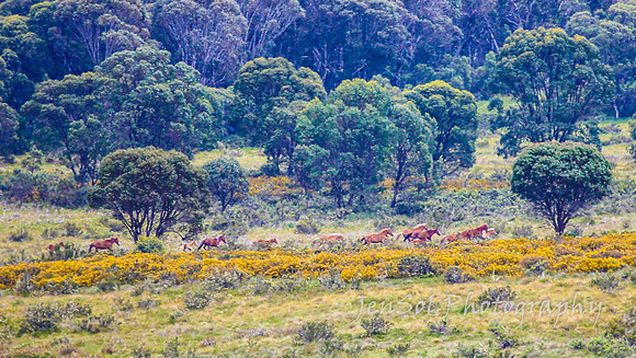 Brumbies27122021_0173