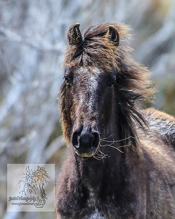 BrumbiesOctober2024_0025