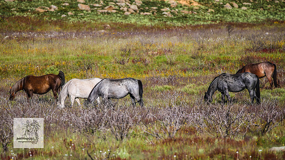 Brumbies30122021a_0038