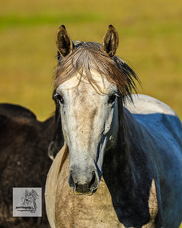 Brumbies30122021pm_0151