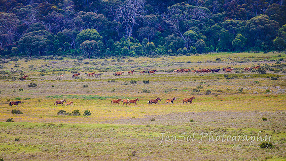 Brumbies27122021_0136