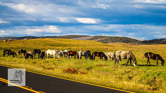 Brumbies30122021pm_0497