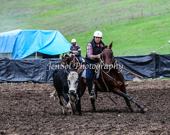 CabanandraCampdraft2014_2429