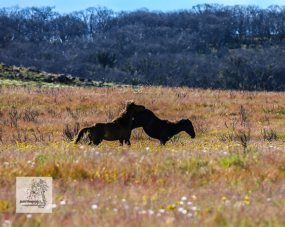 Brumbies29122021_0293