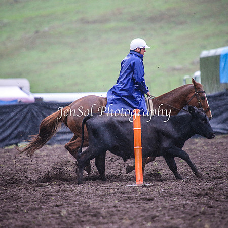 CabanandraCampdraft2014_3253