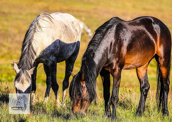 Brumbies30122021pm_0117