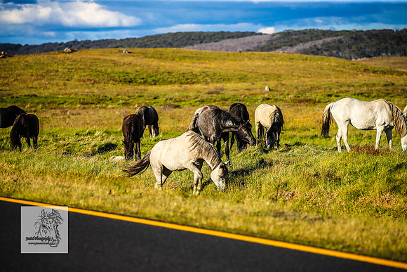 Brumbies30122021pm_0469
