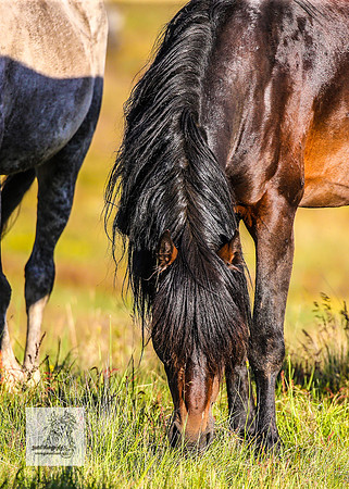 Brumbies30122021pm_0122