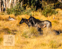 BrumbiesAnzacSat2024_0933