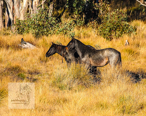 BrumbiesAnzacSat2024_0933