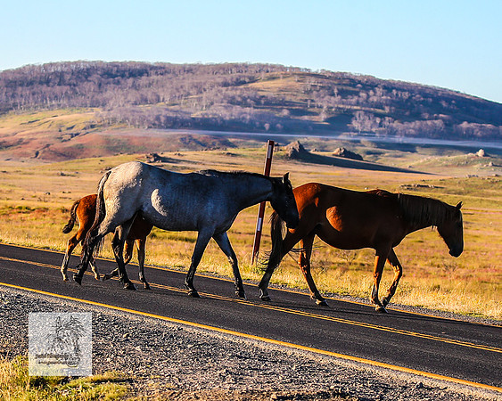 Brumbies30122021a_0074