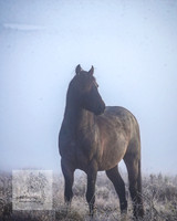BrumbiesAnzacSat2024_0892