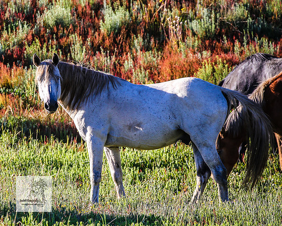 Brumbies29122021_0131