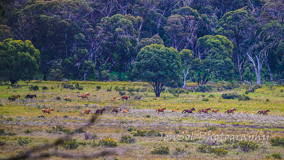 Brumbies27122021_0120