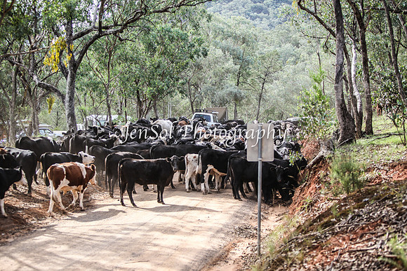 CabCattle2012_0351