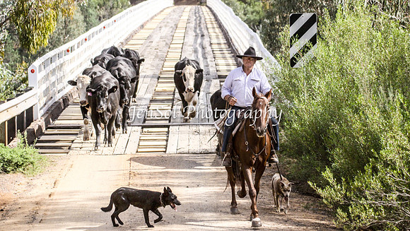 Cabcattle20121_0066