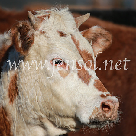 CCCampdraft2016_4559