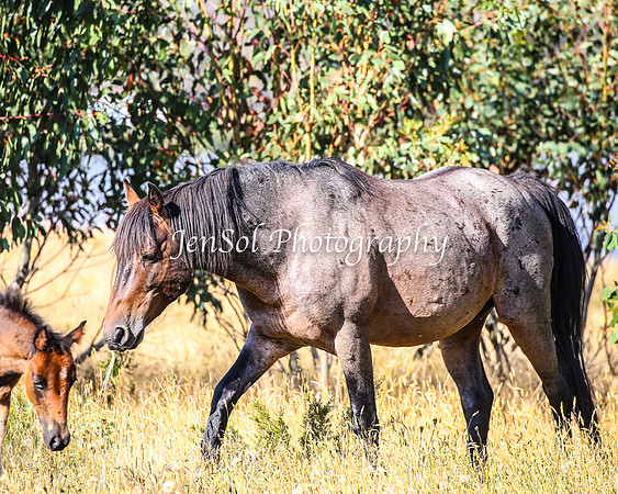 BrumbiesJan25_0291