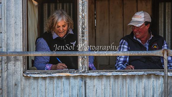 AdaminabyCampdraft2015_0390