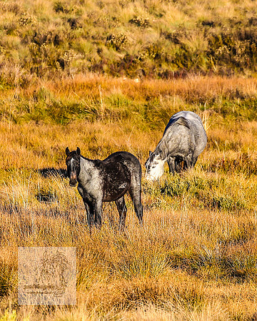 BrumbiesAnzacWeekendSatB2024_1606