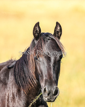 BrumbiesJan25_0354