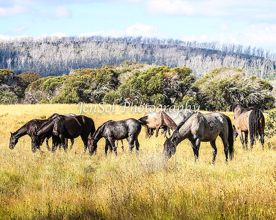 BrumbiesJan25_0248